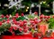 6 Pack 17" Long Artificial Snowy Christmas Red Berries Red Berry Picks Winter Holly Berry Branches for Christmas Tree Fillers DIY Crafts Floral Arrangements Holiday Vase Decor